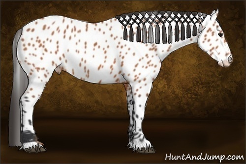 Horse Color:Bay Appaloosa 