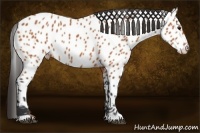 Horse Color:Bay Near Leopard 