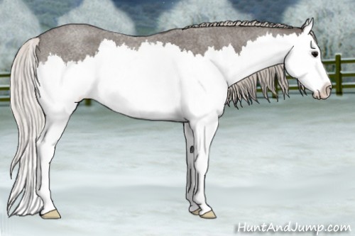 Horse Color:Silver Blue Roan Splash 