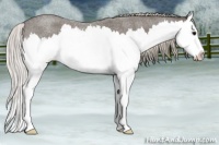Horse Color:Silver Blue Roan Splash 