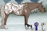 Horse Color:Silver Blue Roan Appaloosa 