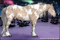 Horse Color:White Spotted Sable Champagne Ice