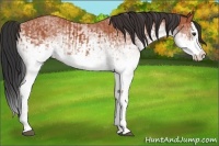 Horse Color:White Spotted Bay Splash and White Spotted Bay Splash