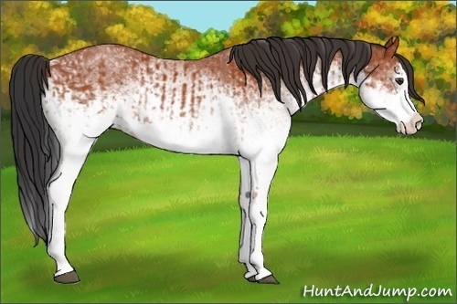 Horse Color:White Spotted Bay Splash  and White Spotted Bay Splash 