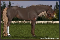 Horse Color:Liver Chestnut