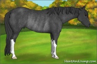 Horse Color:Black Rabicano