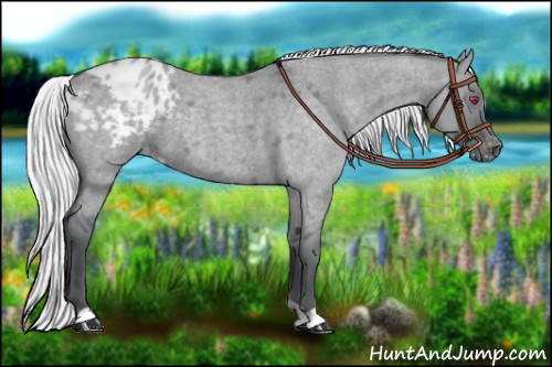 Horse Color:Silver Grullo Chinchilla Roan Appaloosa 