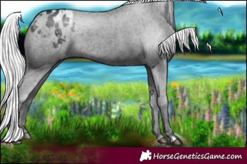 Horse Color:Silver Black Chinchilla Appaloosa
