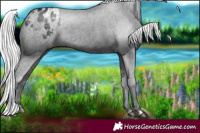 Horse Color:Silver Black Chinchilla Appaloosa