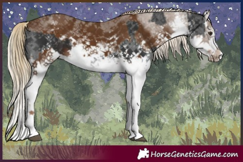 Horse Color:White Spotted Liver Chestnut Sabino Splash  and White Spotted Chocolate Palomino Sabino Splash 