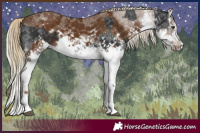 Horse Color:White Spotted Liver Chestnut Sabino Splash  and White Spotted Chocolate Palomino Sabino Splash 