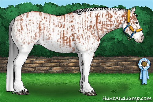 Horse Color:White Spotted Bay Splash  and White Spotted Bay Splash 