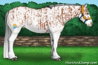 Horse Color:White Spotted Bay Splash  and White Spotted Bay Splash 
