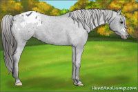 Horse Color:Black Appaloosa