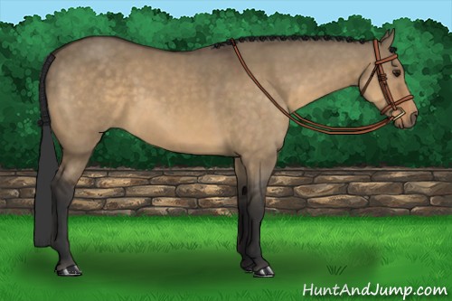 Horse Color:Buckskin Dun 