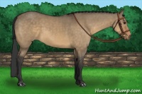 Horse Color:Buckskin Dun 