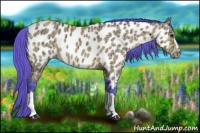Horse Color:Watercolor Buckskin Ice Appaloosa 