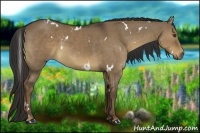 Horse Color:White Spotted Liver Red Dun 