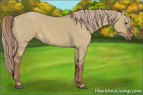 Horse Color:Liver Red Dun 