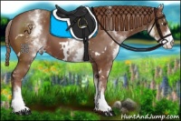 Horse Color:White Spotted Chestnut 