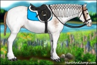 Horse Color:White Spotted Chestnut 