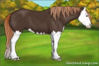 Horse Color:Liver Chestnut Splash 