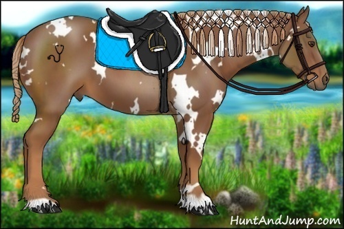 Horse Color:White Spotted Chestnut 