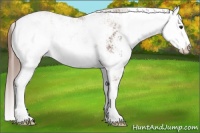 Horse Color:Chestnut Sabino