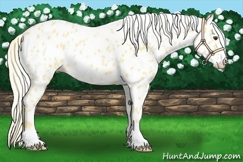 Horse Color:Palomino Near Leopard 