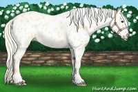 Horse Color:Palomino Near Leopard 