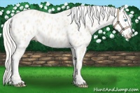 Horse Color:Cremello Appaloosa 