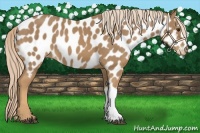 Horse Color:Palomino Appaloosa