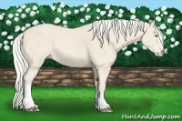 Horse Color:Cremello 