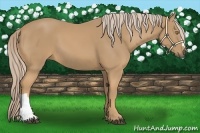 Horse Color:Palomino 