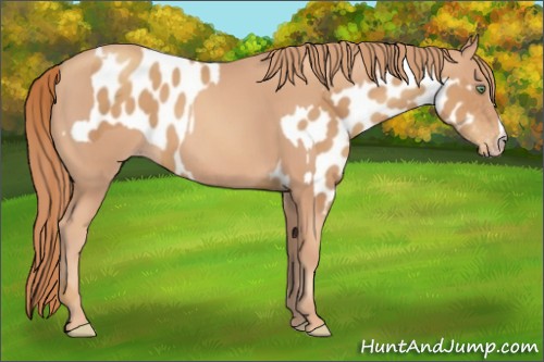 Horse Color:Gold Champagne Appaloosa  and Gold Champagne 