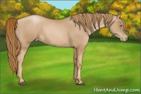 Horse Color:Chestnut Pearl 