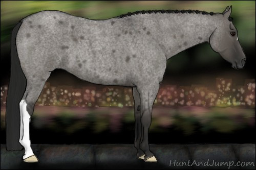 Horse Color:Gray Grullo Roan 
