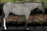 Horse Color:Gray Grullo Roan 