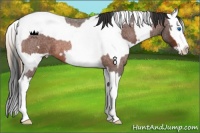 Horse Color:Bay Roan Splash Frame Varnish and Red Roan Splash Varnish