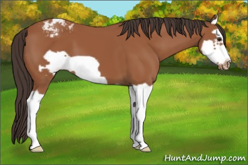 Horse Color:Bay Splash Frame Appaloosa 