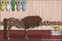 Horse Color:White Spotted Liver Red Roan 