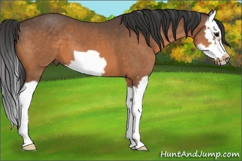 Horse Color:Buckskin Splash Frame 