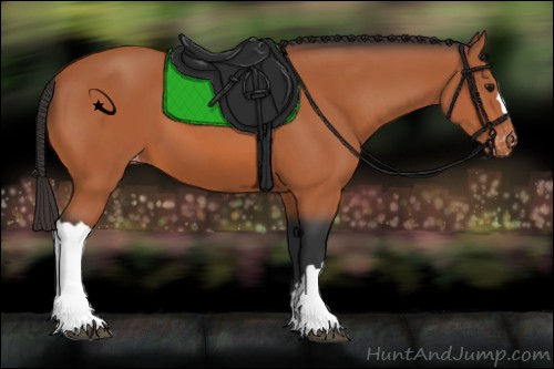 Horse Color:Bay Appaloosa 