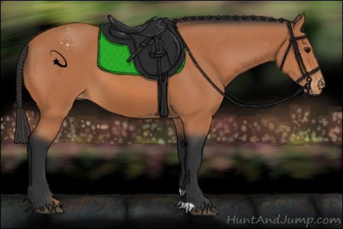 Horse Color:Bay Appaloosa 