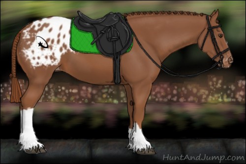 Horse Color:Chestnut Appaloosa 