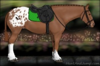 Horse Color:Chestnut Blanket 