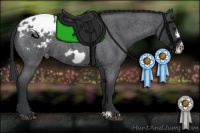 Horse Color:Blue Roan Frame Appaloosa 