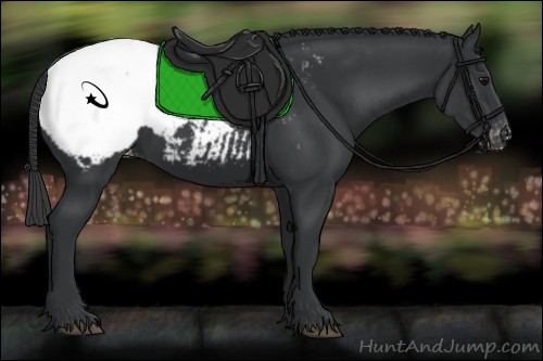 Horse Color:Black Appaloosa 