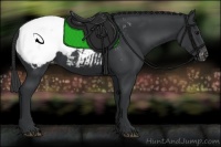 Horse Color:Black Appaloosa 