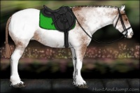 Horse Color:White Spotted Chestnut Snowcap 